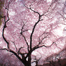 20110402-DSC01369