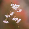 20110402-IMG_0014