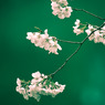 20110402-IMG_0046