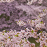 20110410-IMG_0012