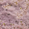 20110410-IMG_0013