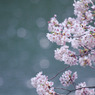 20110410-IMG_0042