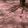 20110416-IMG_0001