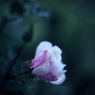 雨の日の花（ソフトフィルター）