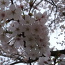DSCF7779