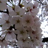 DSCF7780