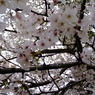 DSCF7781