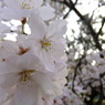 DSCF7782