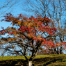 IMGP-風景-8359