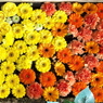 花まいり右側　12月　花手水舎