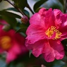 山茶花