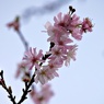 十月桜
