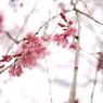 しだれ桜