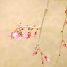 しだれ桜つぼみ