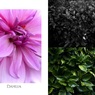花／葉（組み写真）