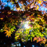 紅葉灯り