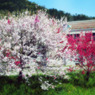 桃の花咲く校庭で