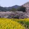 さくら　菜の花　石舞台