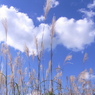 ススキと空