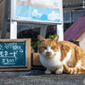 レモネードいかがっすか