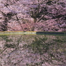 爽-諸木野の桜