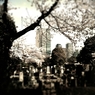 20110410青山霊園_1