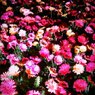 FxCam_1303044387173