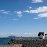 はっちゃんと冬の海