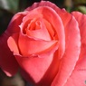 冬の薔薇