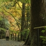 秋色の山道