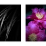 細長い葉／山茶花（組み写真）