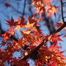 好古園　紅葉