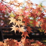 好古園　紅葉