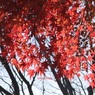 また紅葉