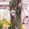 a weeping cherry