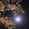 cherry blossoms in the night