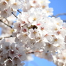 a full blown cherry blossoms