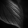 アジサイ（モノクロ）