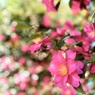 IMG_3437