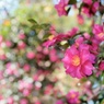 IMG_3439