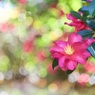 P1050318 2
