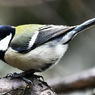 野山の鳥 22-233 四十雀さん