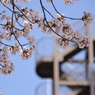 非常階段と桜