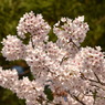 金剛の桜