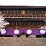 知恩院と桜
