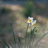 小春