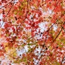 師走紅葉　５