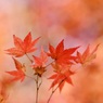 初冬時間