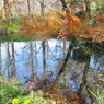紅葉と池
