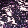 桜畳